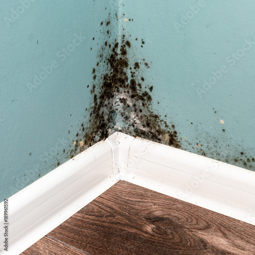 Black mould on wall closeup. House cleaning concept photo