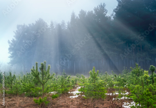 Young pine tree seedling in the wood in the morning light.