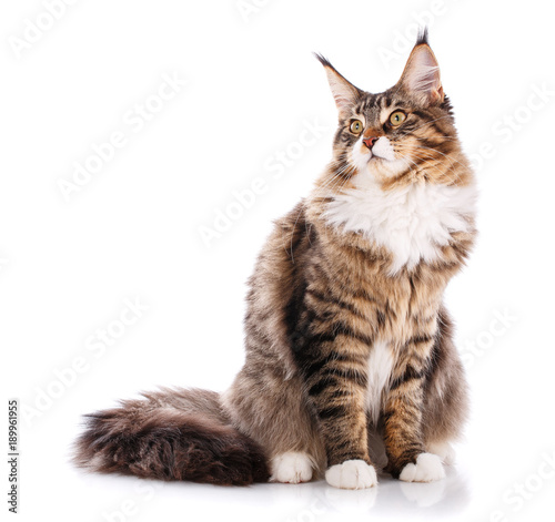 Portrait of Maine Coon cat, sitting in front of white background