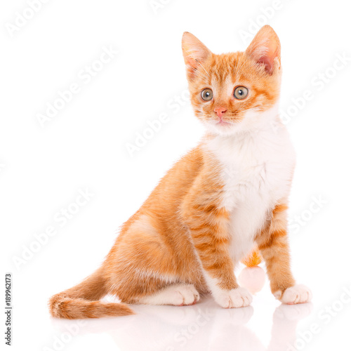 Small red kitten on a white