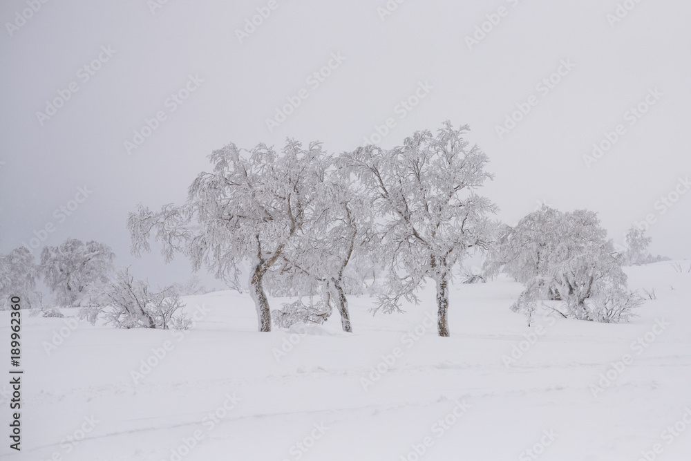 Fototapeta premium frozen tree in winter season