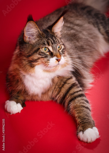 Big cat maine coon Pet. home coziness and tranquility concept.