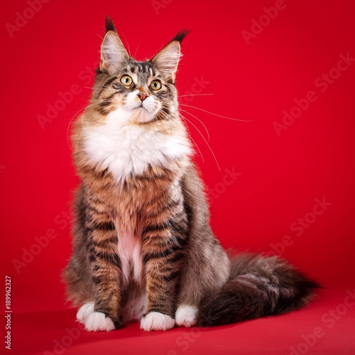 Maine coon on red background. Photo for cats food advertisement