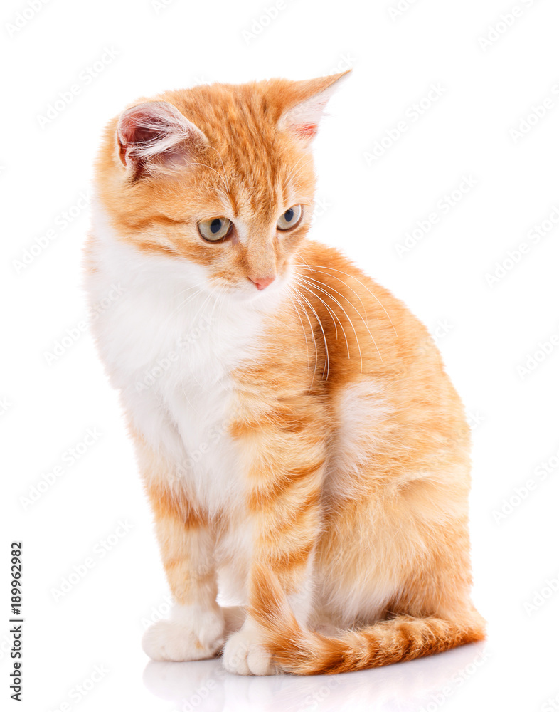 Obraz premium Small red kitten on a white