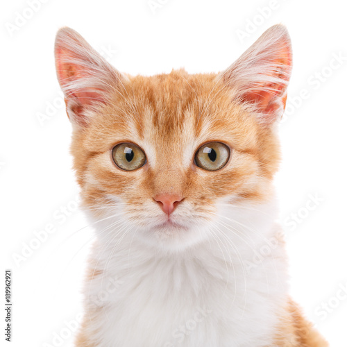 Close-up portrait of red kitten isolated