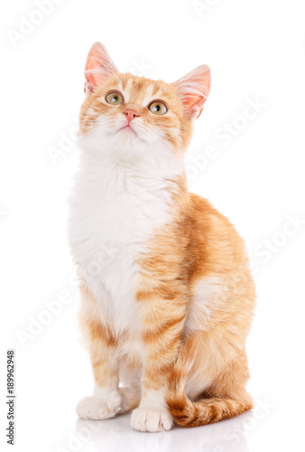 Cute orange kitten with white paws