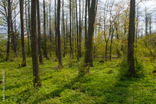 Natural riparian stand in springtime