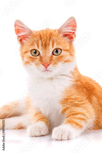 Cat, pet, and cute concept - red kitten on a white background.