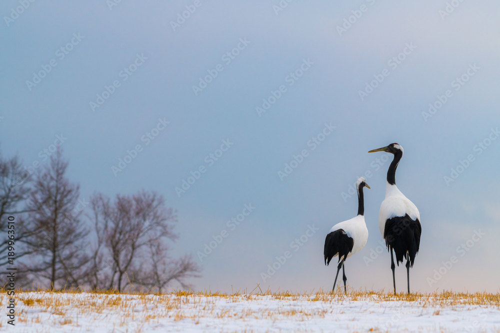 Fototapeta premium Red-crowned crane bird