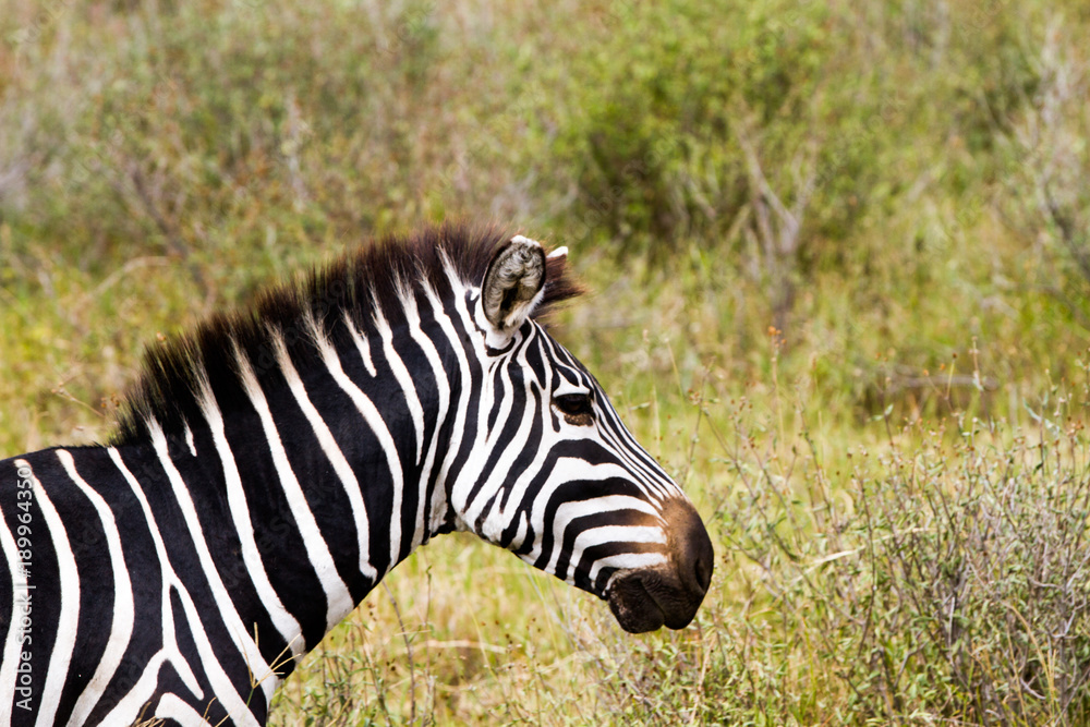 Zebra species of African equids (horse family) united by their distinctive black and white striped coats in different patterns, unique to each individual in Serengeti, Tanzania Zebra species of African equids (horse family) united by their distinctive black and white striped coats in different patterns, unique to each individual in Serengeti, Tanzania
