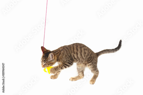 Tabby kitten is played with a yellow paper bow on a white background © Boris Bulychev