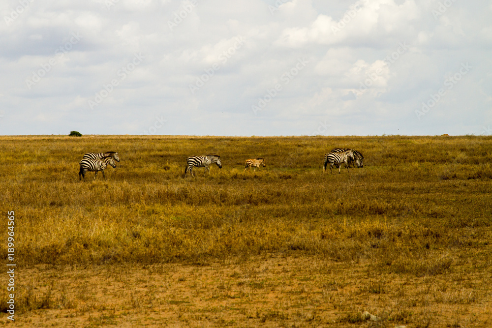 Zebra species of African equids (horse family) united by their distinctive black and white striped coats in different patterns, unique to each individual in Serengeti, Tanzania Zebra species of African equids (horse family) united by their distinctive black and white striped coats in different patterns, unique to each individual in Serengeti, Tanzania