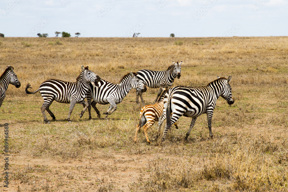 Zebra species of African equids (horse family) united by their distinctive black and white striped coats in different patterns, unique to each individual in Serengeti, Tanzania Zebra species of African equids (horse family) united by their distinctive black and white striped coats in different patterns, unique to each individual in Serengeti, Tanzania