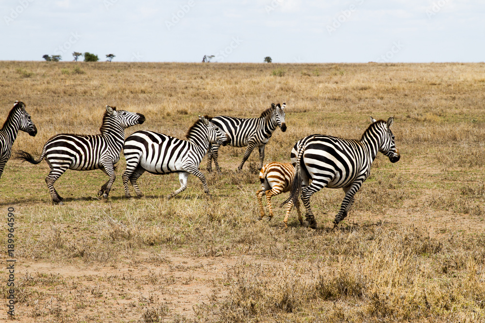 Fototapeta premium Zebra species of African equids (horse family) united by their distinctive black and white striped coats in different patterns, unique to each individual in Serengeti, Tanzania