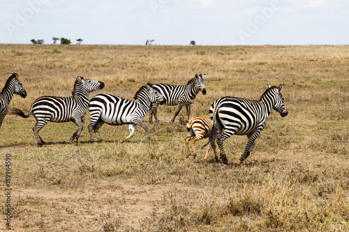 Zebra species of African equids  horse family  united by their distinctive black and white striped coats in different patterns  unique to each individual in Serengeti  Tanzania