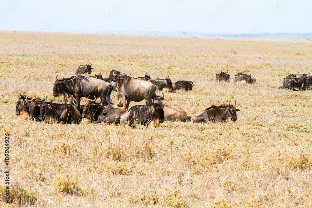 The blue wildebeest (Connochaetes taurinus), also called the common wildebeest, white-bearded wildebeest or brindled gnu in Tanzania The blue wildebeest (Connochaetes taurinus), also called the common wildebeest, white-bearded wildebeest or brindled gnu in Tanzania
