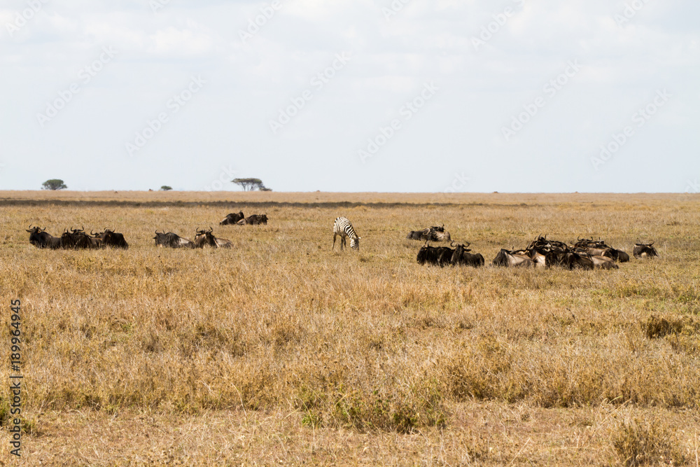 The blue wildebeest (Connochaetes taurinus), also called the common wildebeest, white-bearded wildebeest or brindled gnu in Tanzania