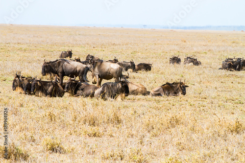 The blue wildebeest  Connochaetes taurinus   also called the common wildebeest  white-bearded wildebeest or brindled gnu in Tanzania