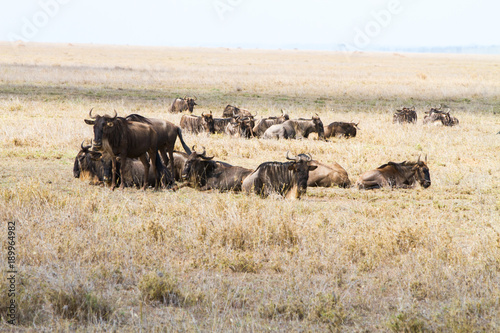 The blue wildebeest (Connochaetes taurinus), also called the common wildebeest, white-bearded wildebeest or brindled gnu in Tanzania © anca enache