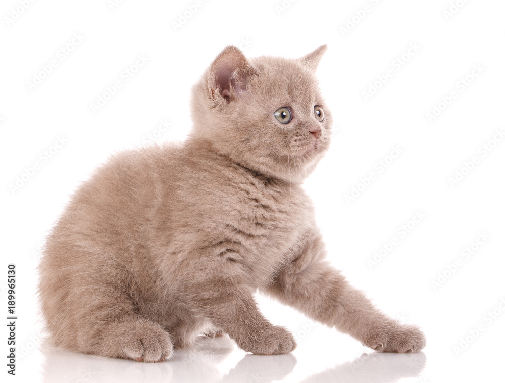 Cat, pet, and cute concept - Scottish Straight Cat i