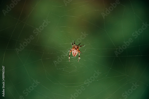 Yellow spider in web