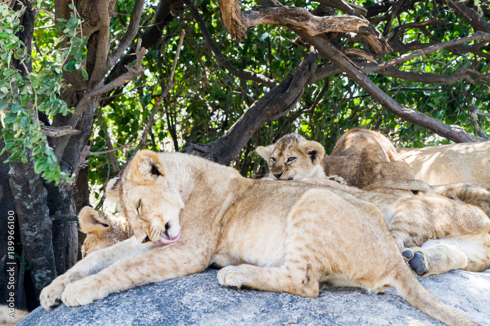 Naklejka premium East African lion cubs (Panthera leo melanochaita), species in the family Felidae and a member of the genus Panthera, listed as vulnerable, in Serengeti National Park, Tanzania