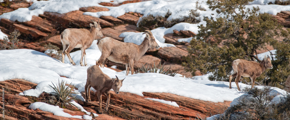 Obraz premium Herd of Bighorn Sheep (ovis canadensis) on sunny winter day in Zion National Park in Utah United States