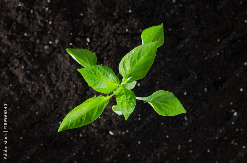 Paprika plant with ground. Early spring planting. Special substrate. Paprika plant with ground. Early spring planting. Special substrate.