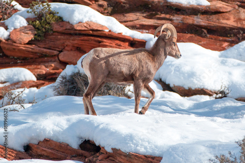 Bighorn Sheep ram walking (ovis canadensis) on sunny winter day in Zion National Park in Utah United States photo