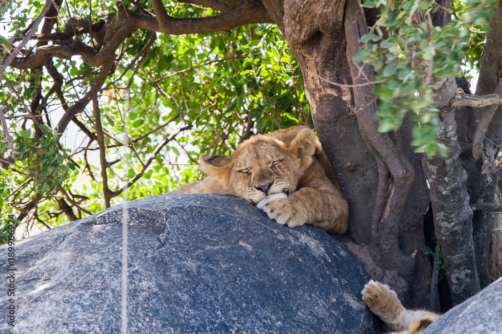 Southern African lion cubs (Panthera leo), species in the family Felidae and a member of the genus Panthera, listed as vulnerable, in Serengeti National Park, Tanzania Southern African lion cubs (Panthera leo), species in the family Felidae and a member of the genus Panthera, listed as vulnerable, in Serengeti National Park, Tanzania