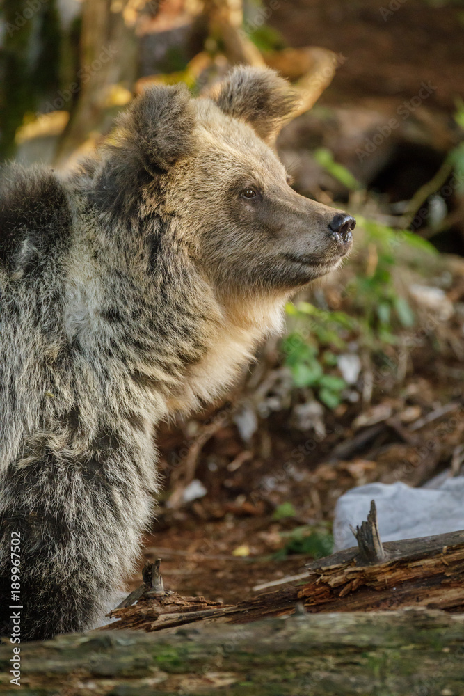 Fototapeta premium Slovenian brown bear