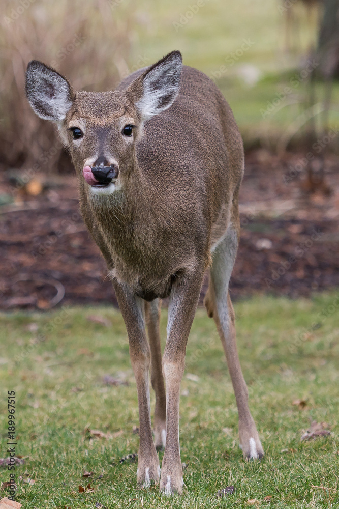 Fototapeta premium Deer Licking Lips