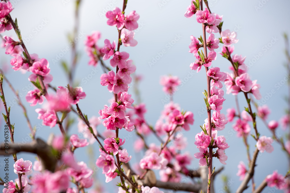 Cherry blossom and peach blossom trees in an orchard Cherry blossom and peach blossom trees in an orchard