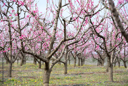 Colonnade of cherry blossom trees in an orchard during spring time