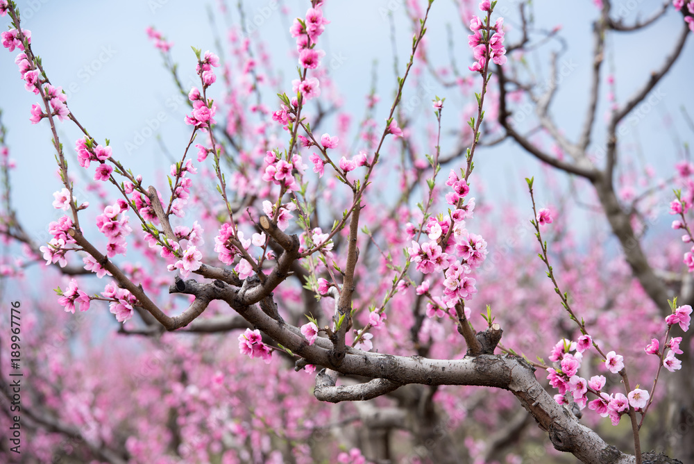 Cherry blossom and peach blossom trees in an orchard Cherry blossom and peach blossom trees in an orchard