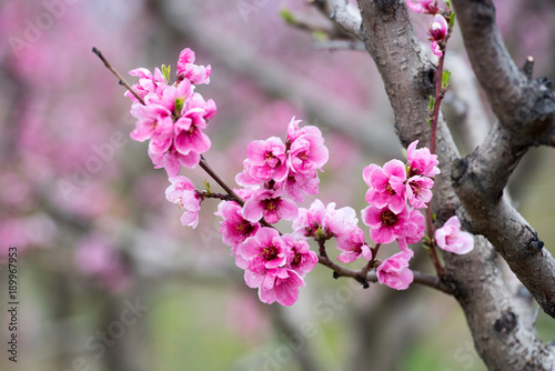 Blossom of peach trees in orchard