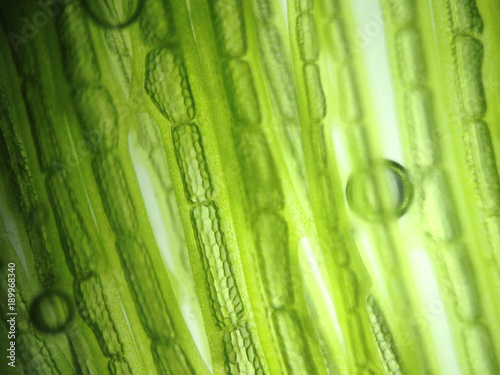 zoom microorganism algae cell