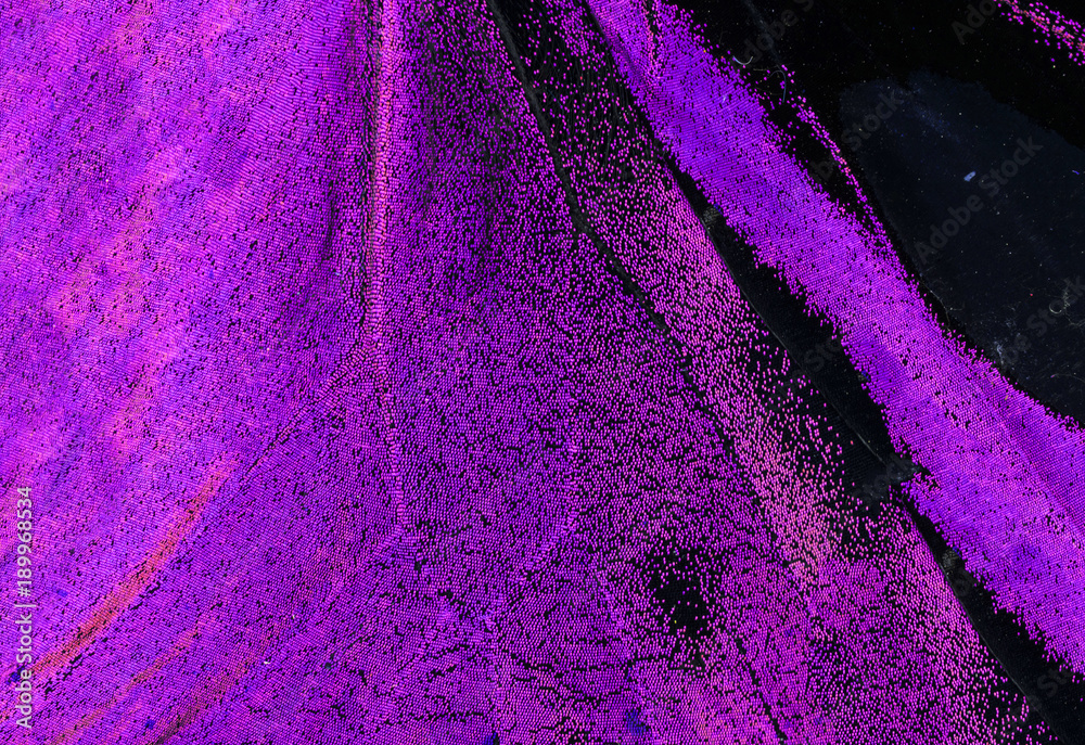 Obraz premium Detail of a butterfly wing