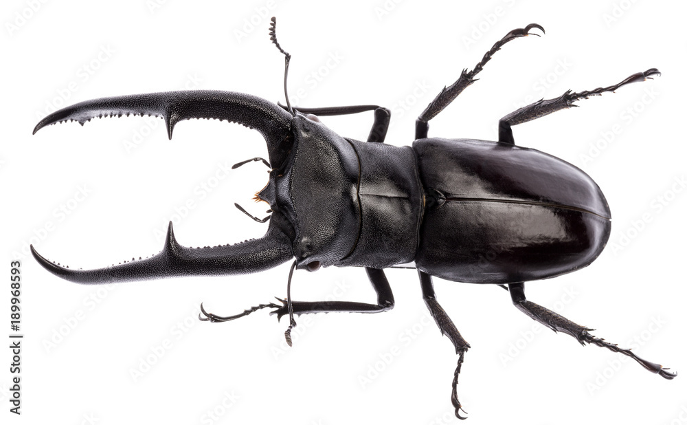 Fototapeta premium Hexarthrius mandibularis jelenia chrząszcz odizolowywający