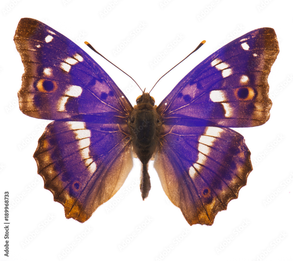 Naklejka premium Purpurowy cesarza motyl odizolowywający