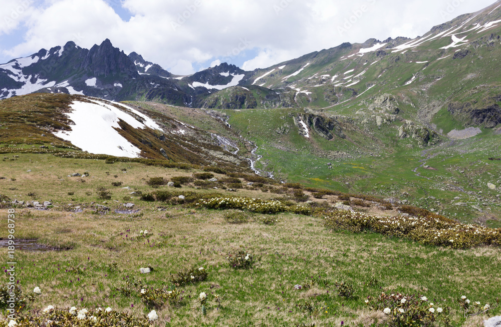 Fototapeta premium Alpine summer meadows in the background of snowy mountains.