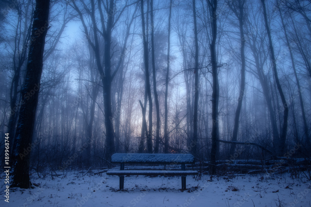 Park bench in misty forest at night