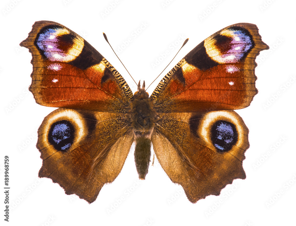 Naklejka premium Europejski motyl peacocok
