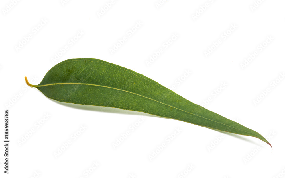 Fototapeta premium eucalyptus leaves