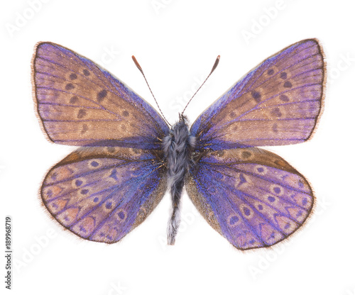 Obraz na plátne Common blue butterfly isolated on white