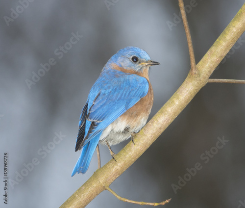 Eastern bluebird on a tree © Nadia