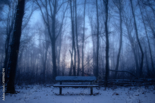 Park bench in misty forest at night