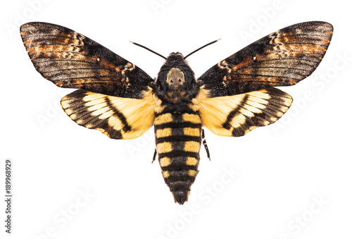 Death's head hawk-moth isolated on white
