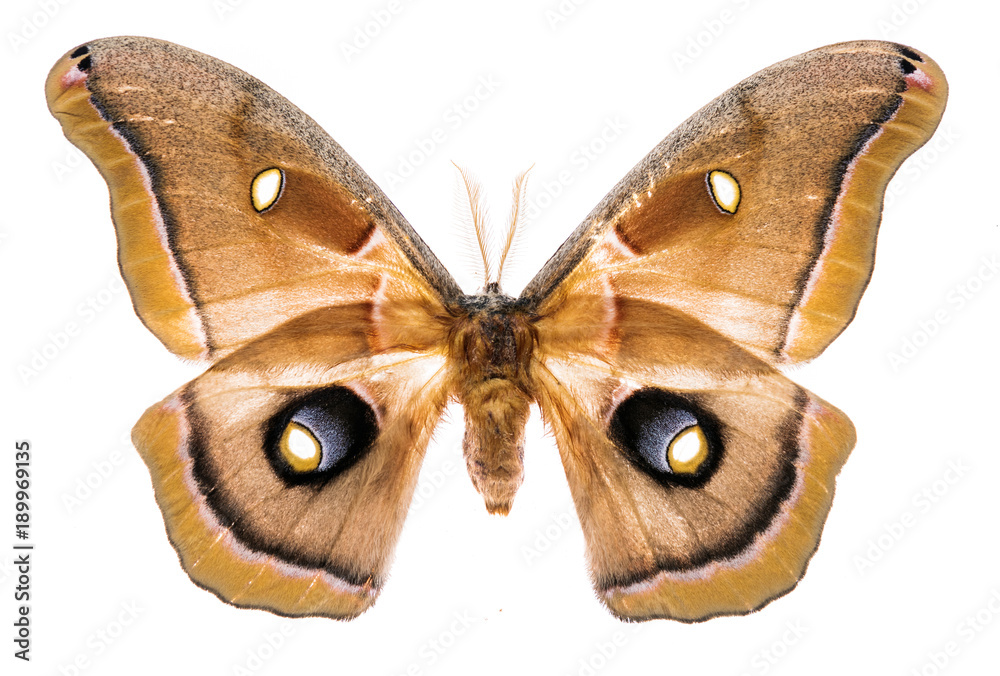 Obraz premium Antheraea polyphemus moth na białym tle