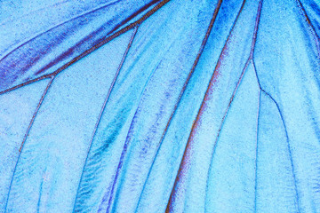 Poster Vlinder Macro detail vlindervleugel structuur  © Fyle